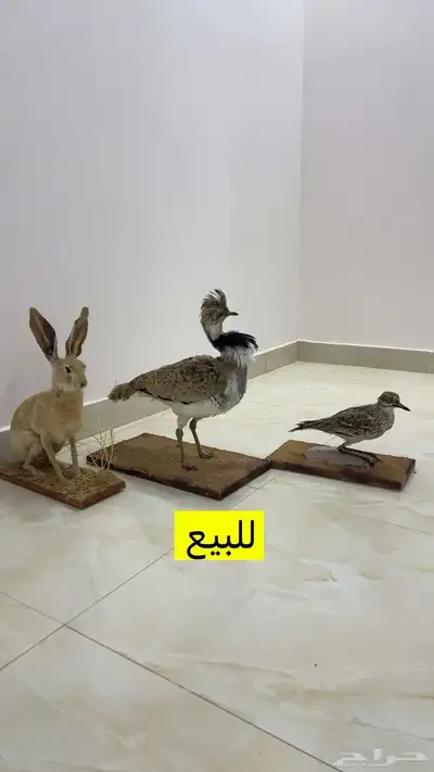 للبيع حبارا وكروان وارنب 0