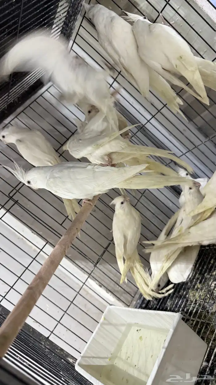 كروان البينو جملة 325 و فرادي 3