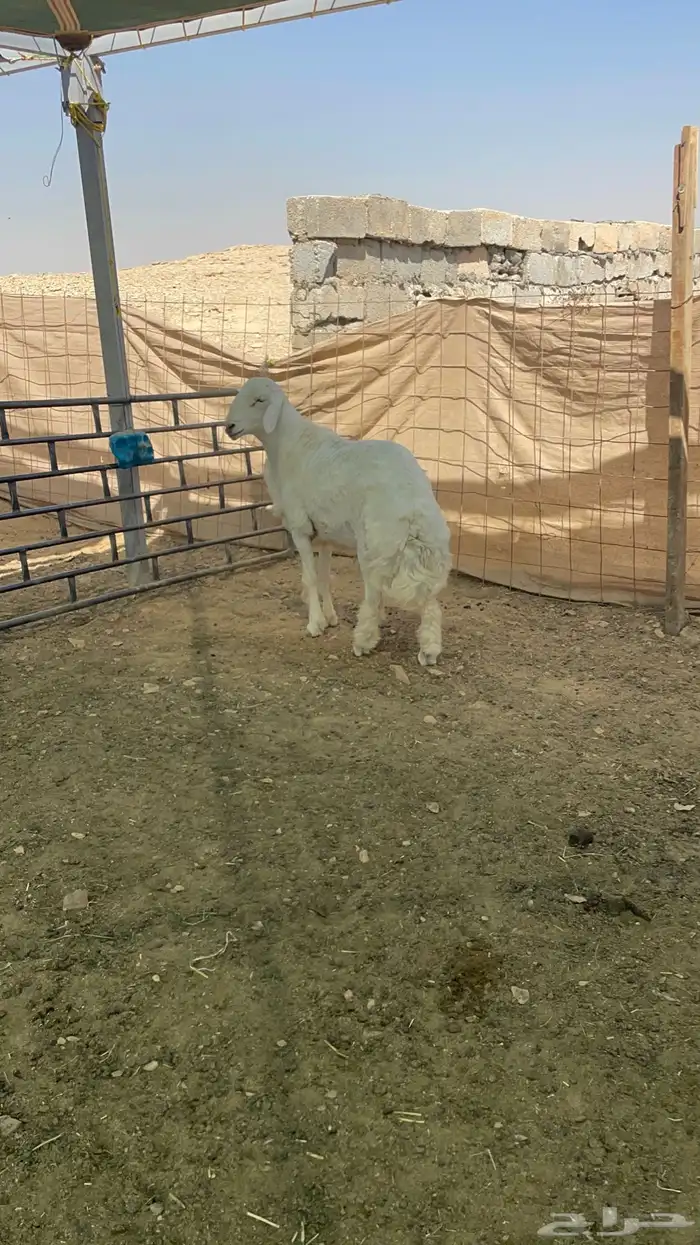 للبيع فحل حري جذع مشروط 5