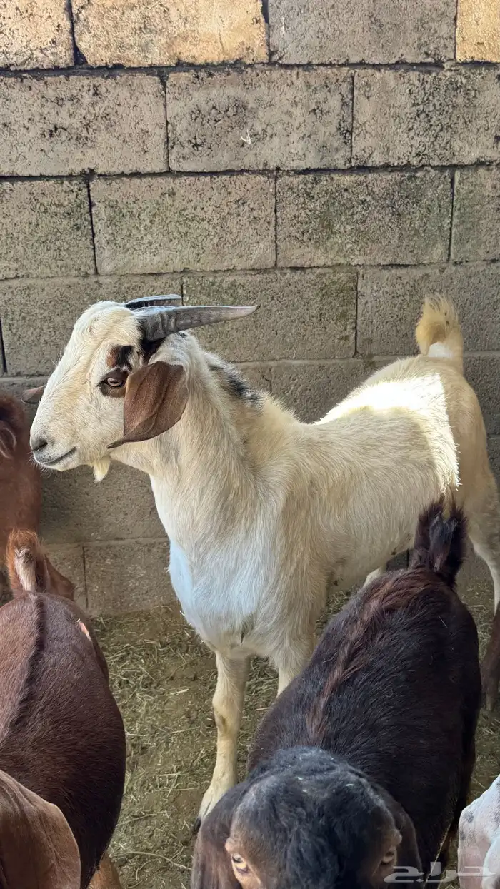 للبيع تيوس كلهاري وبورقت 12