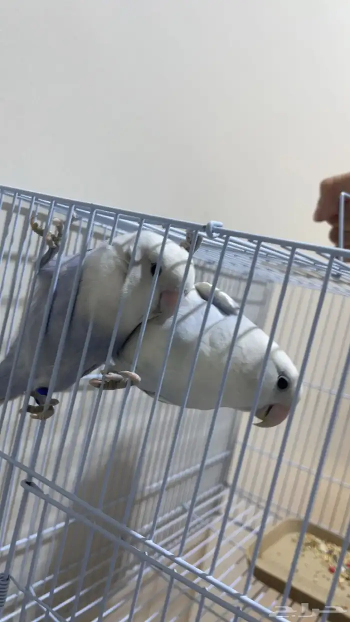 طير مفقود الرياض لهنتم 0