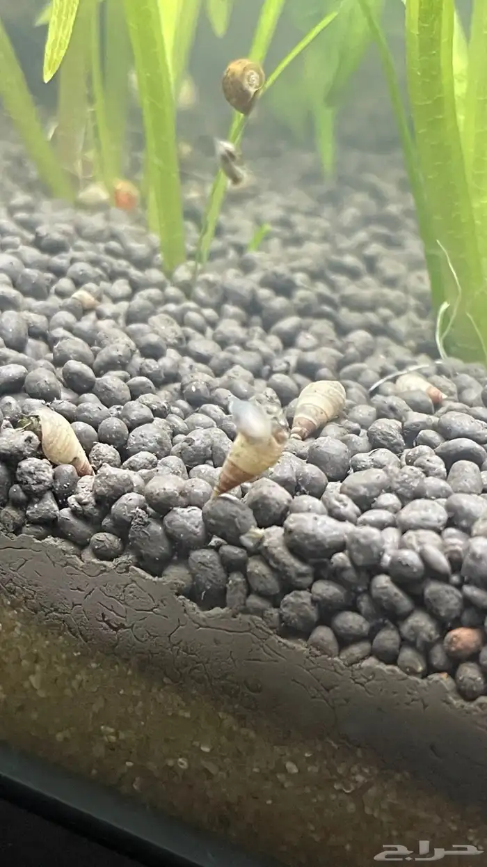 حلزون نهري 1