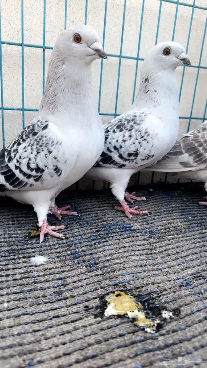 زواجل شذرييا اثنين ايس ولافندر اناثي منتجات 1