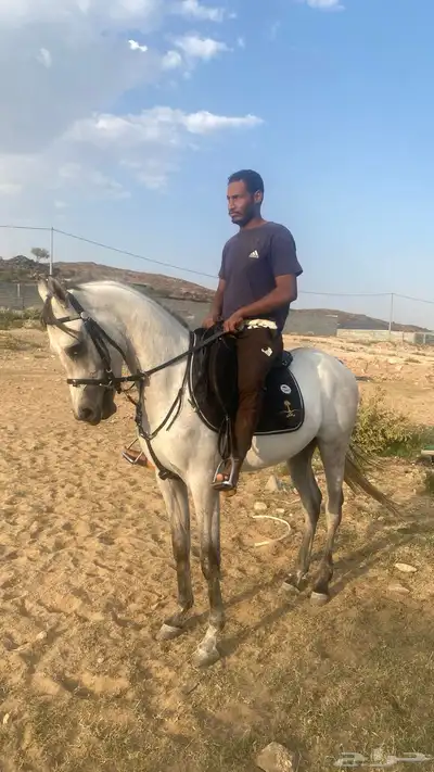 حصان شعبي index