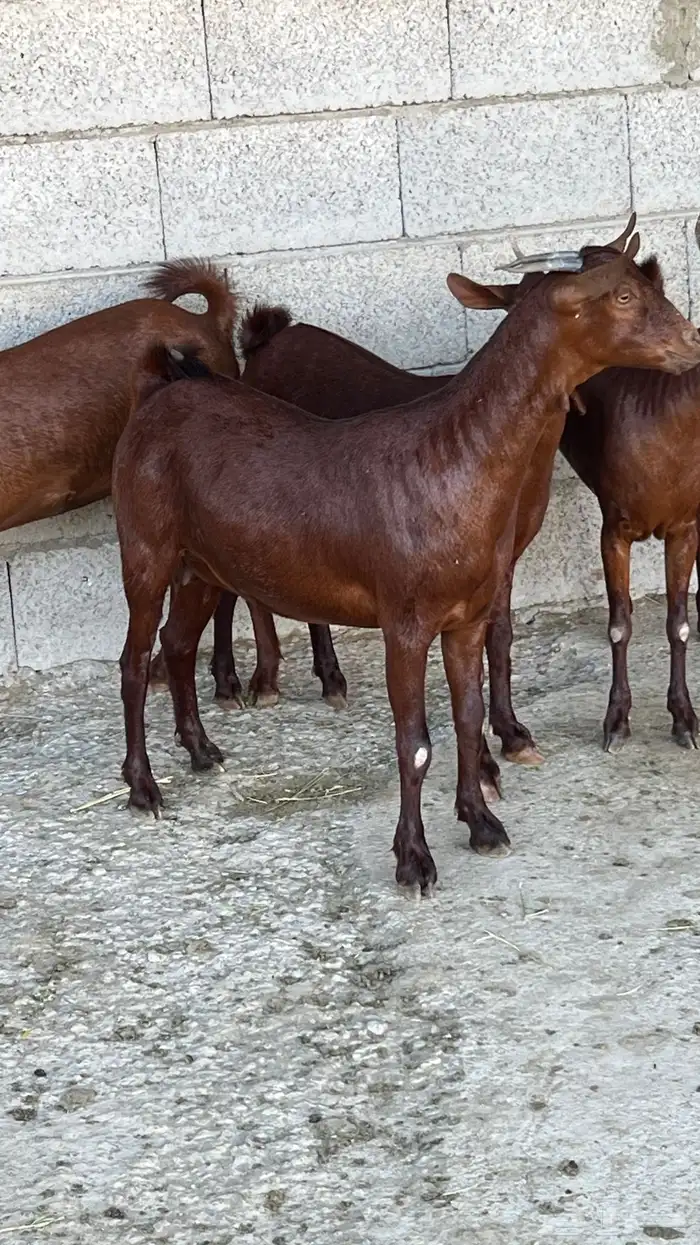 جفار دهم دبس فواخر ( تم البيع ) 1