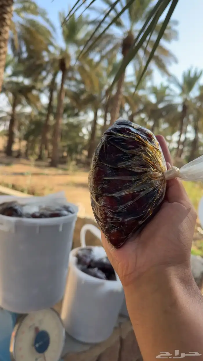 للبيع تمر رميثيه حلوه بقعاء 8