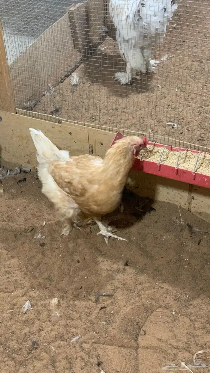 البيع مستعجل 0