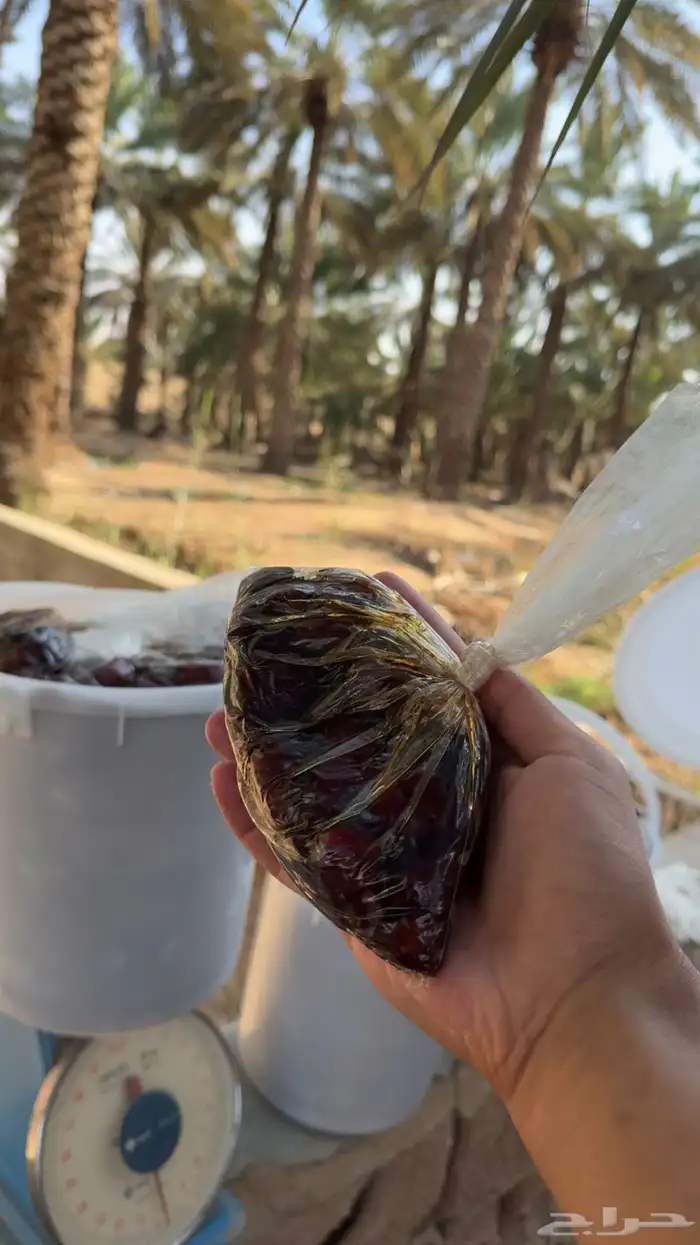 للبيع تمر رميثيه حلوه بقعاء 5
