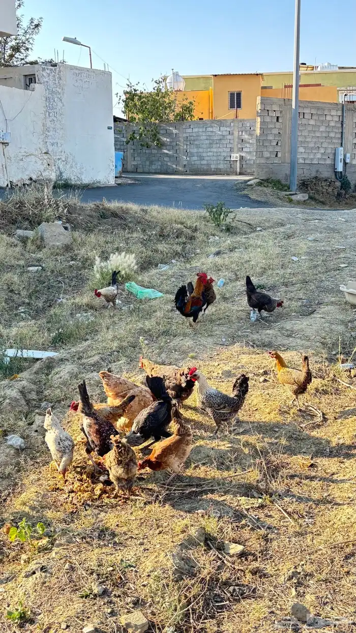 دجاج عربي و براهما و فرنسي 5