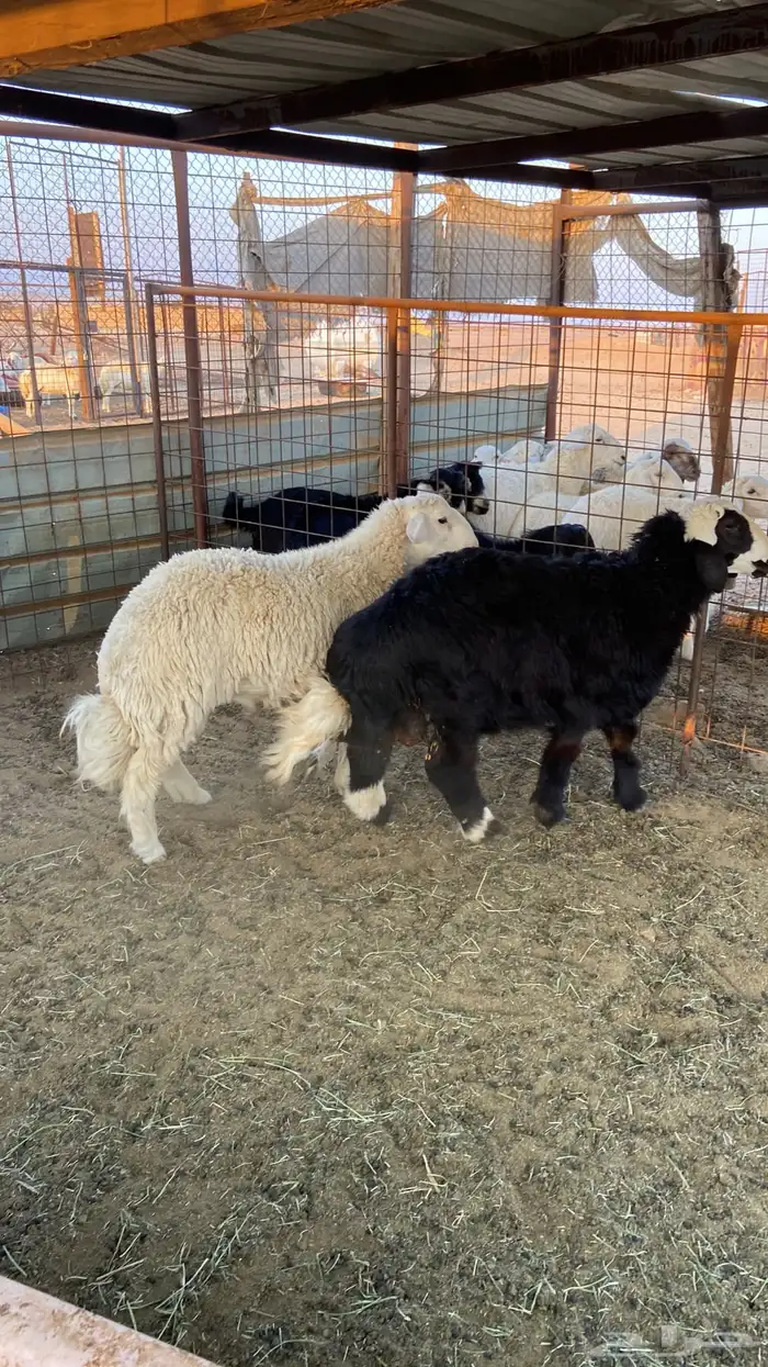 طليان حريه ذبايح ضيوف. مع ذبح وتوصيل. 10