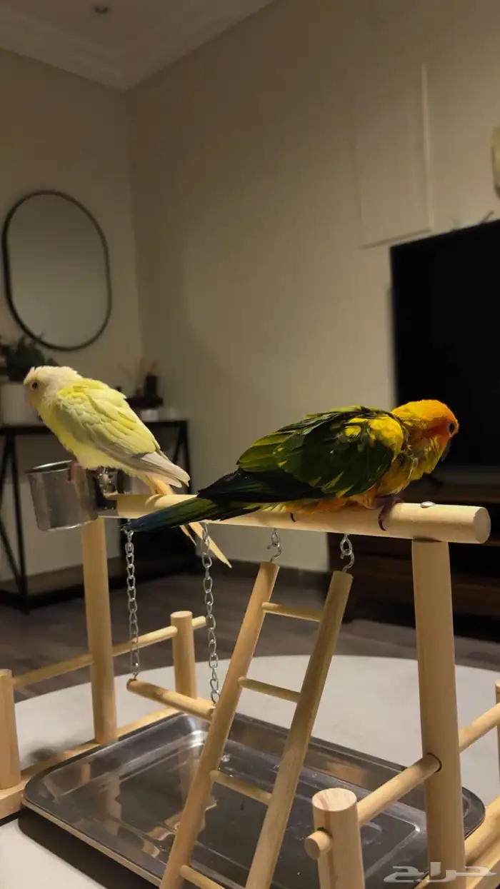 فروخ اليفه ونهايه فطام 2