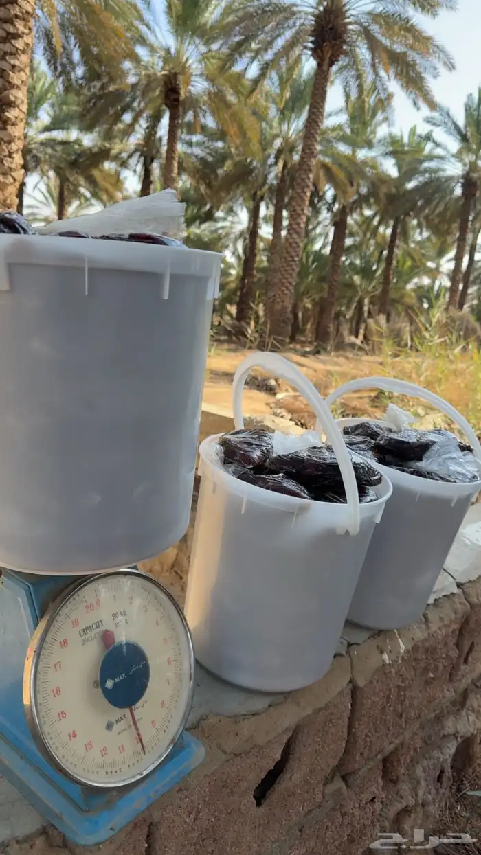 للبيع تمر رميثيه حلوه بقعاء 1