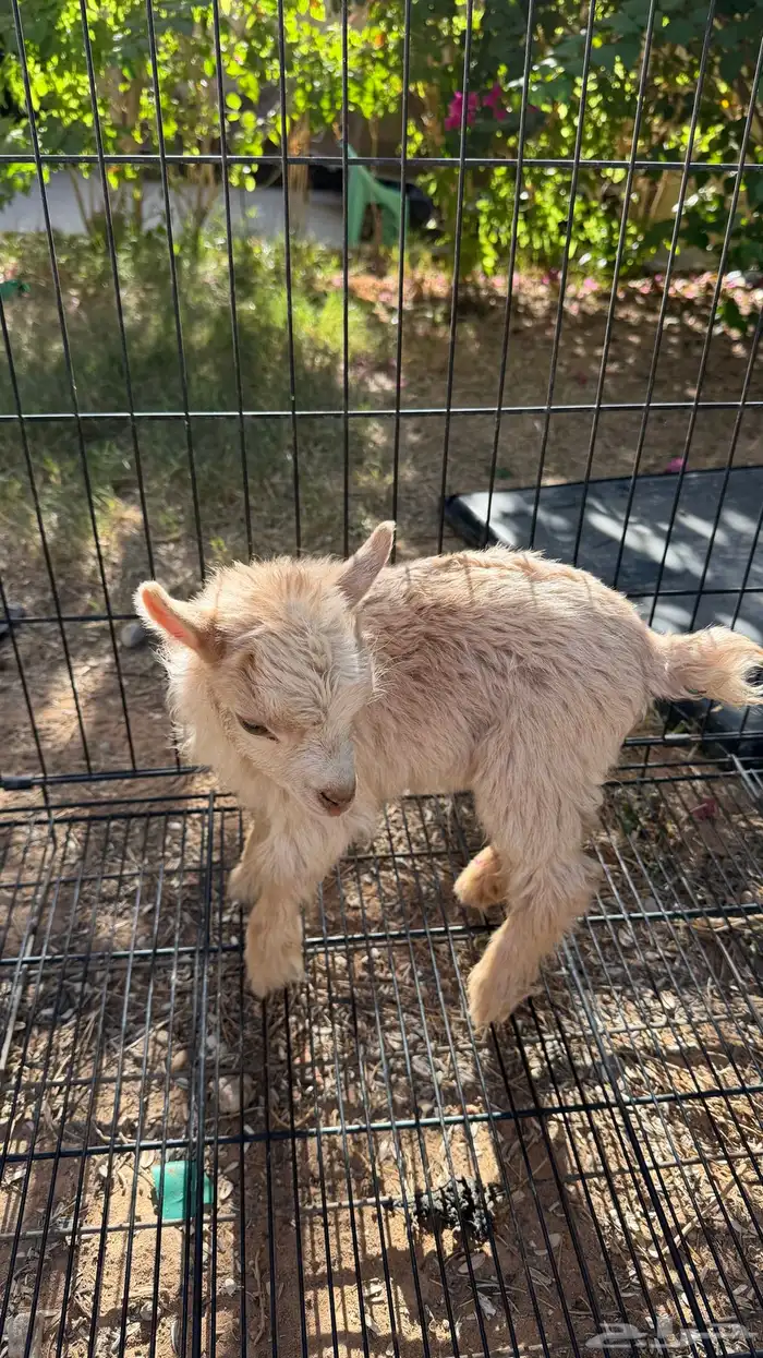 ماعز قزم جفرة ( تم البيع ) 1