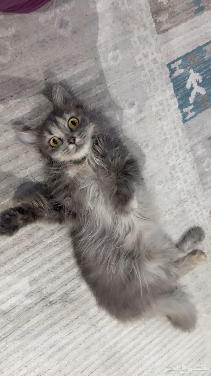 قطط شيرازي 0