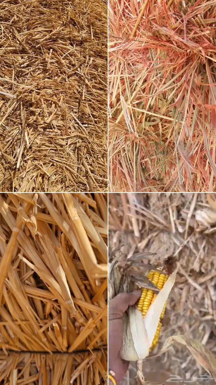 تبن قمح و ذرة شامية او جيزانية 0