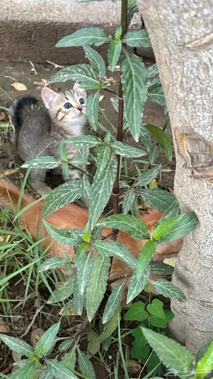 لتبني بدون مقابل الام وعيالها واحد ذكر وانثى (غير معقمين) 0