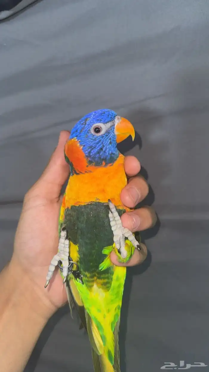 ببغاء لوري متكلم 0