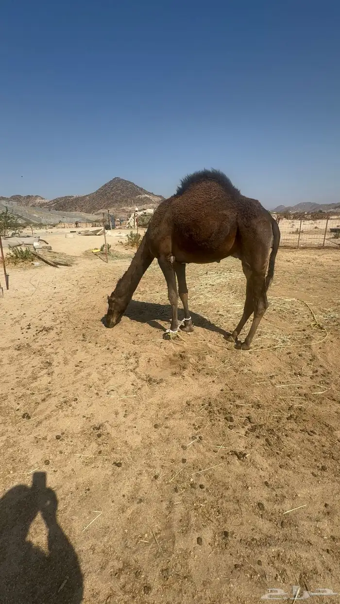 قعود مشروع فحل 9