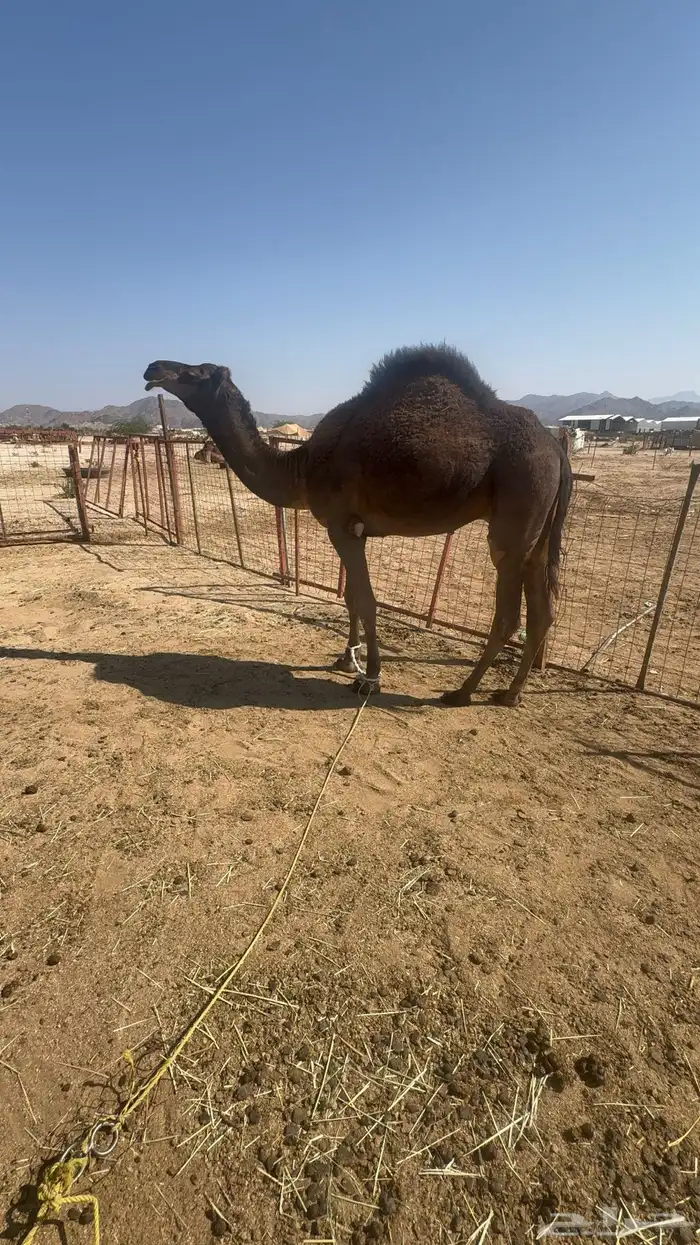 قعود مشروع فحل 0