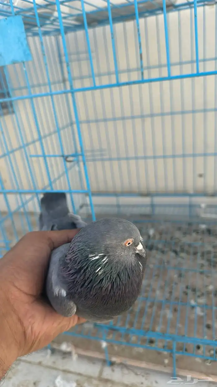 حمام باكستاني 6