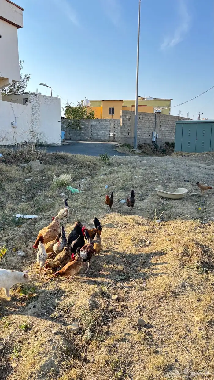 دجاج عربي و براهما و فرنسي 4