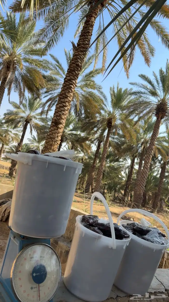 للبيع تمر رميثيه حلوه بقعاء 2