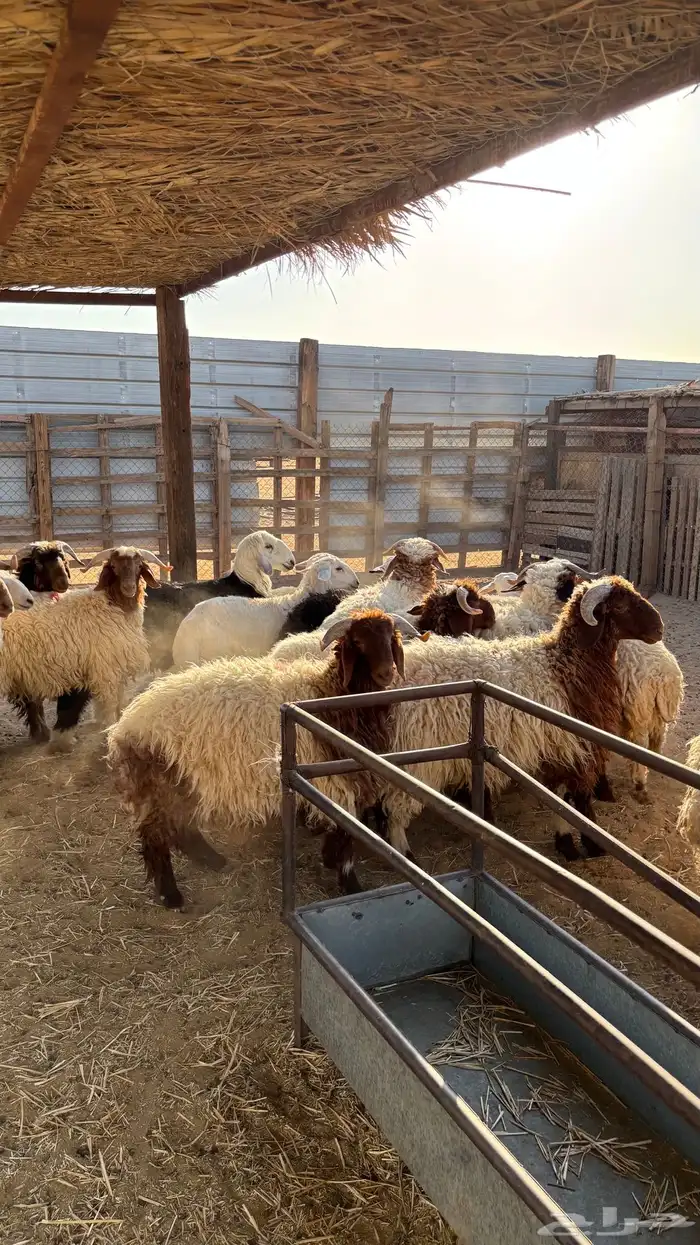 ذبايح للبيع 2