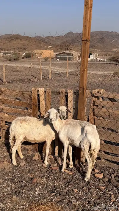 نعاج ضان index