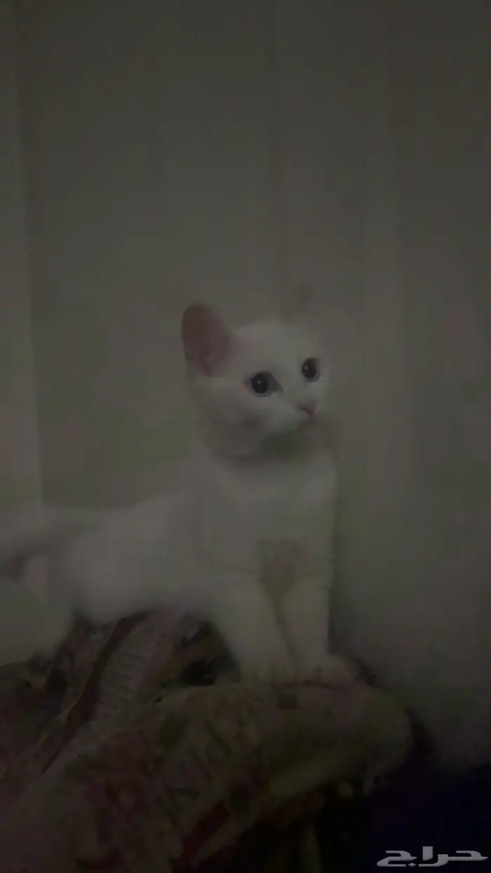 قطه ضايعه عمرها 10 شهور بيضاء عيونها زرقاء بالسويدي بالزهره 2