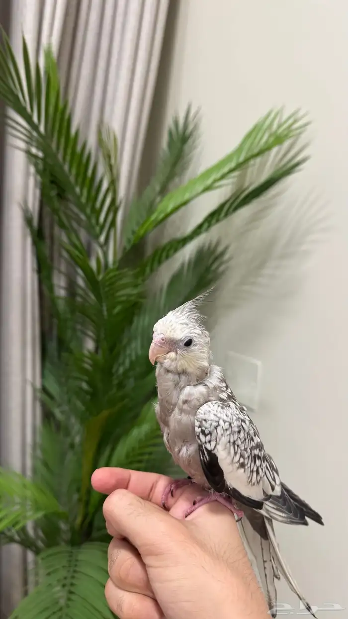 فرخ كروان للبيع 4