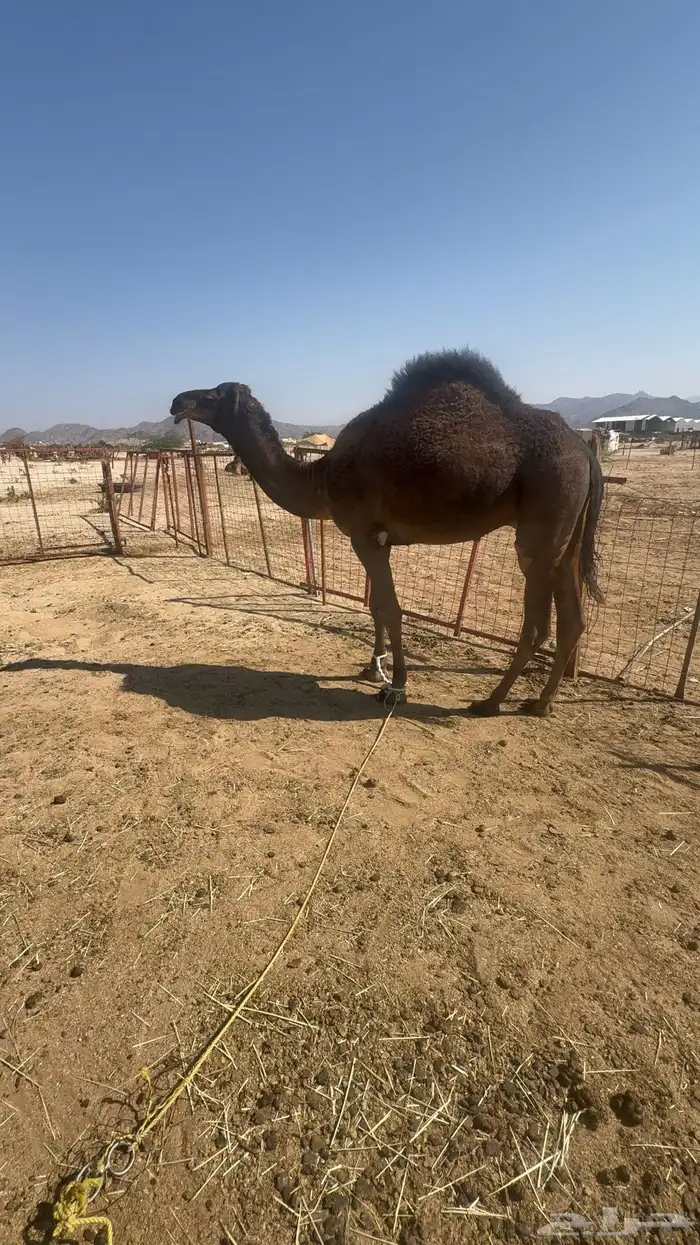 قعود مشروع فحل 8