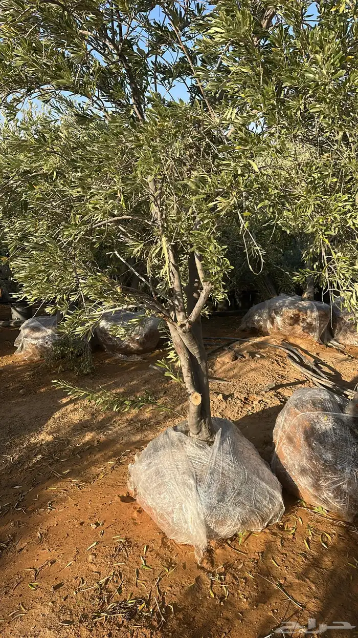 اشجار زيتون 1