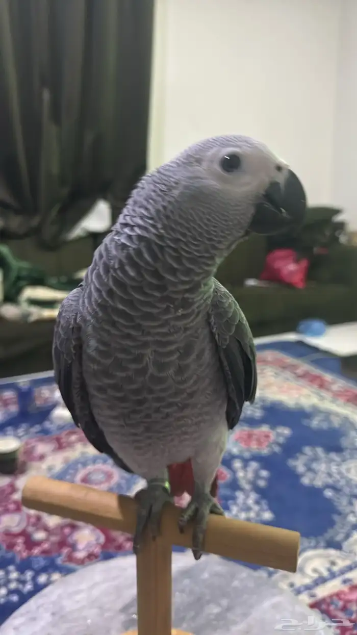 ببغاء كاسكو اليف جدا 0