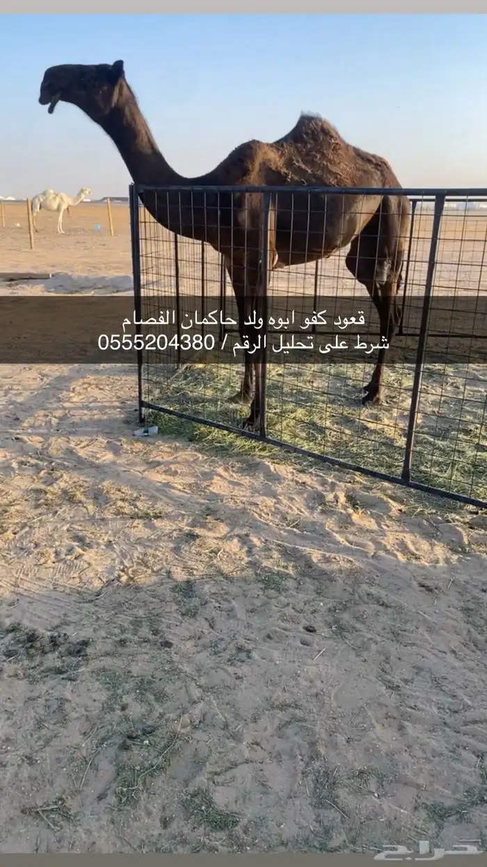 قعود كفو نادر 0