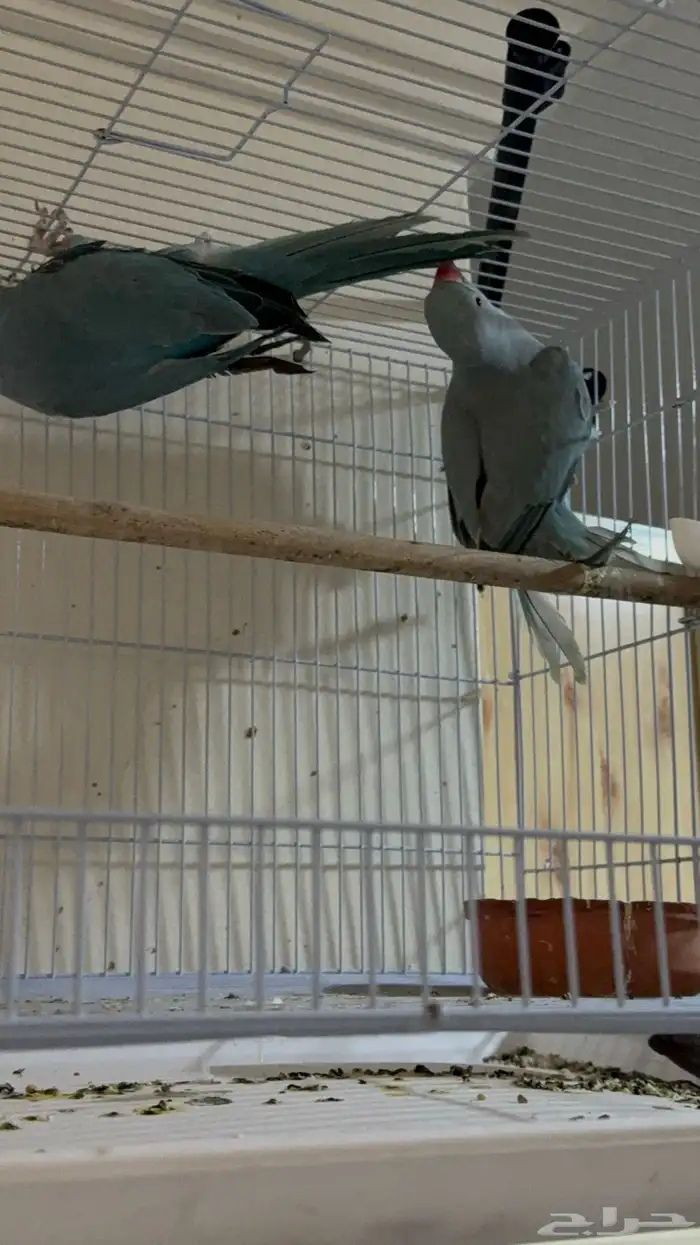 جوز دره ازرق 1