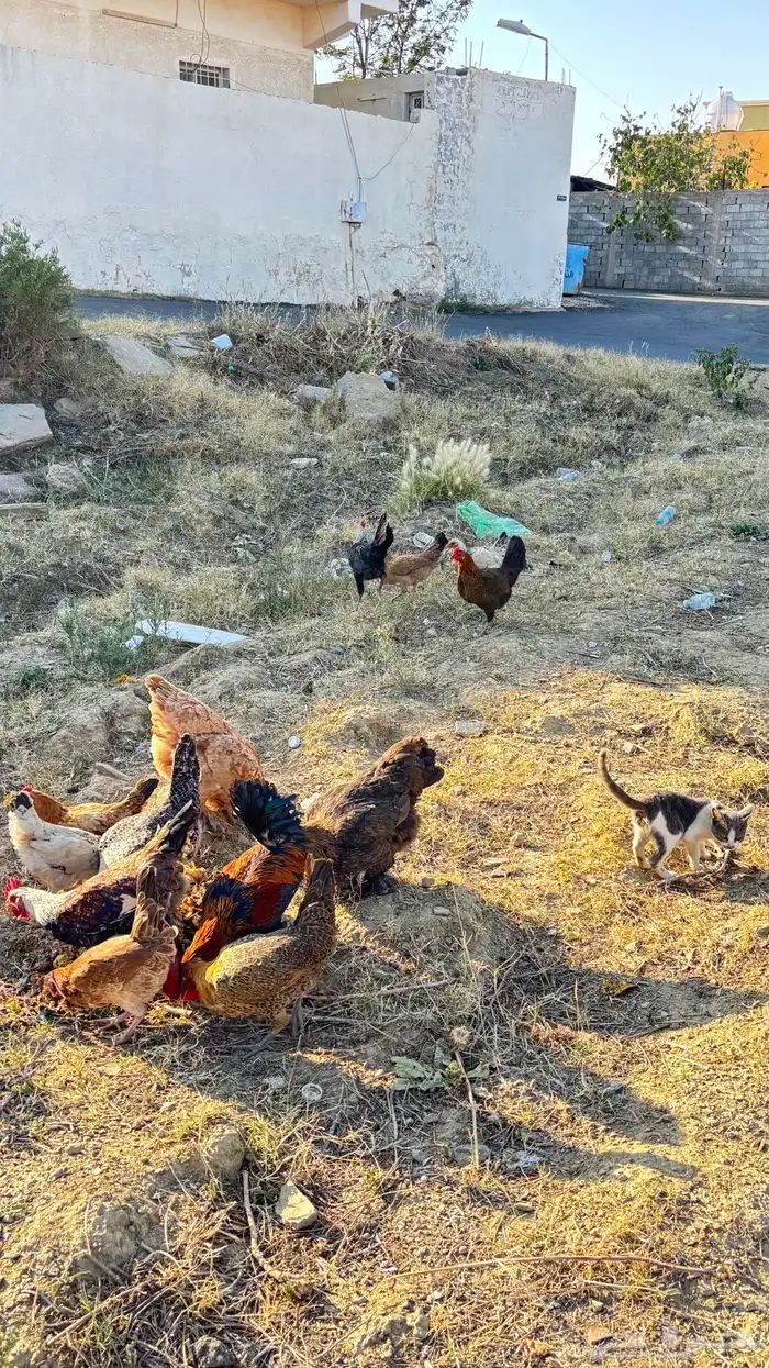 دجاج عربي و براهما و فرنسي 1