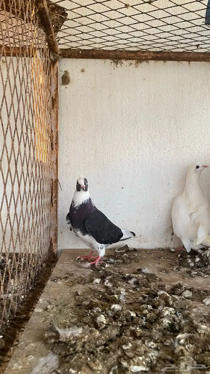 ازواج حمام قطايف 2