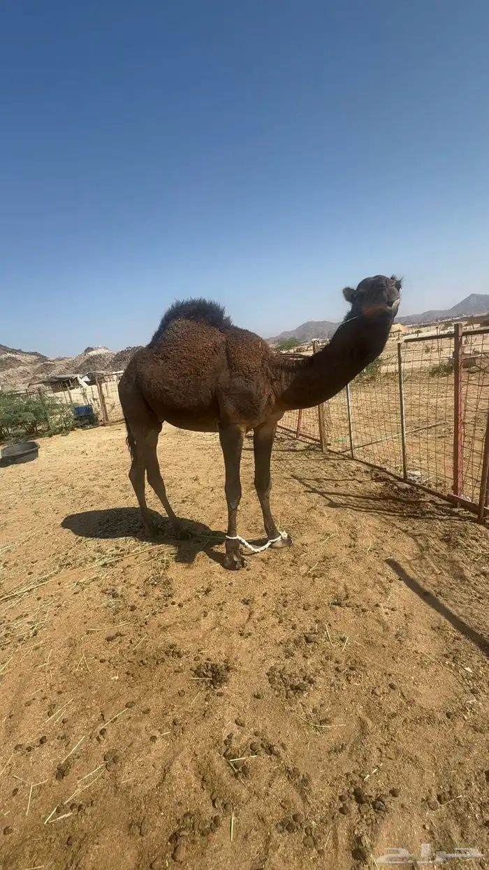 قعود مشروع فحل 5