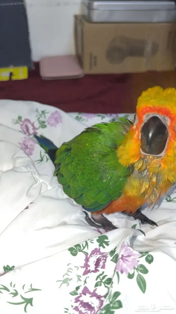 فرخ صن كنيور 1