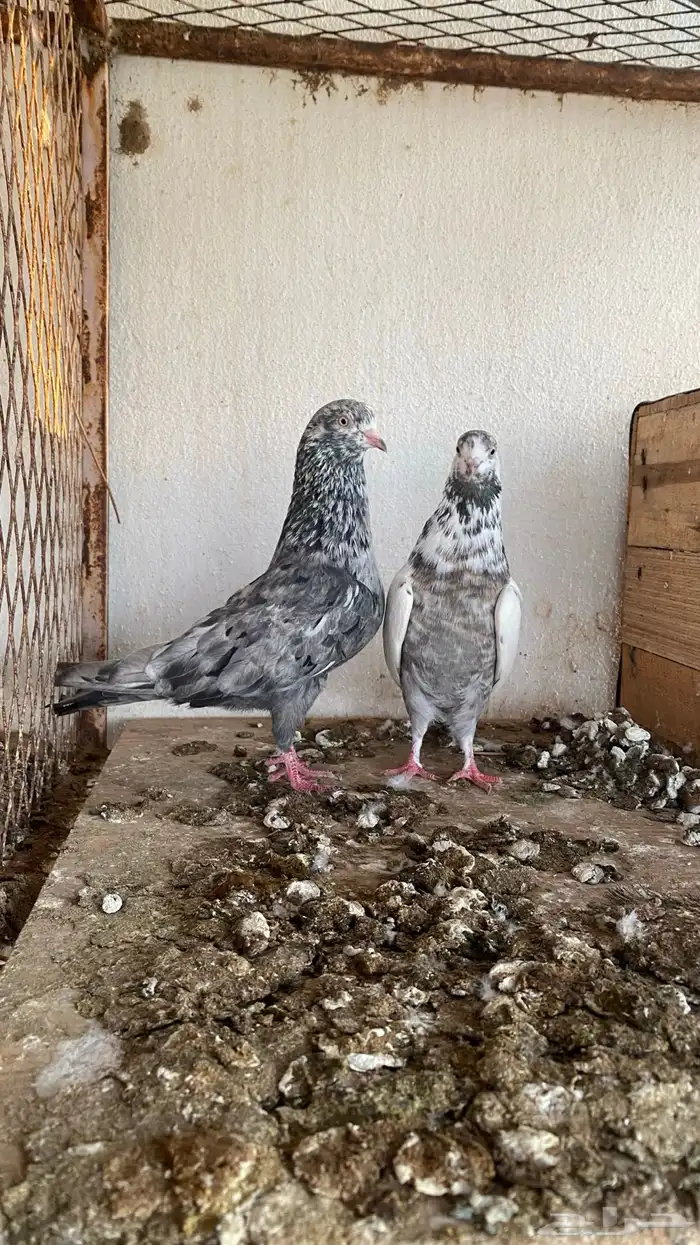 ازواج حمام قطايف 8