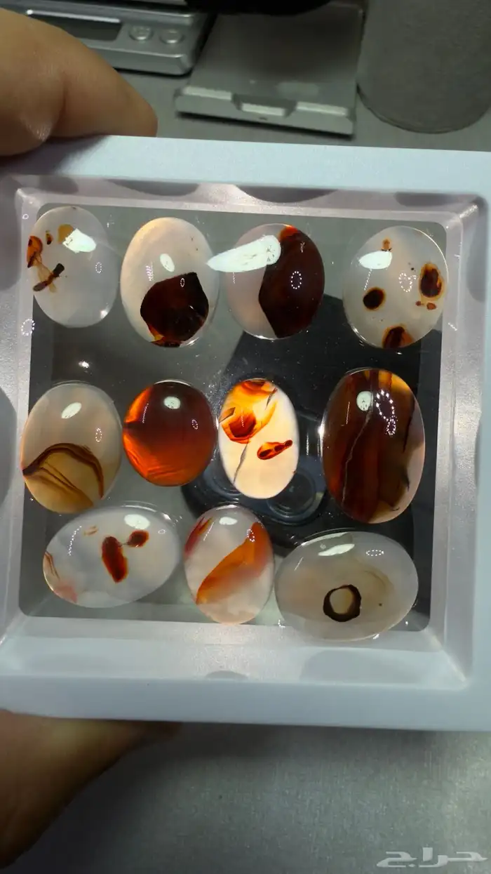 حياكم الله في المزاد 3