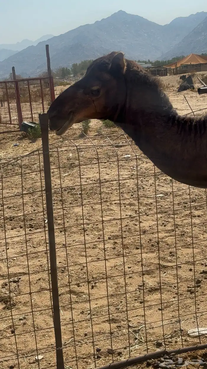 قعود مشروع فحل 2