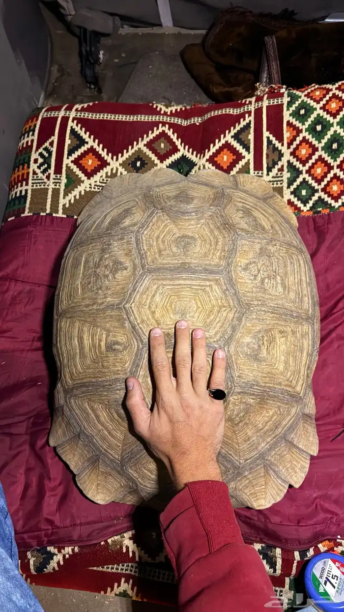 سلاحف عملاقه جدا  للبيع او للبدل المناسب 0