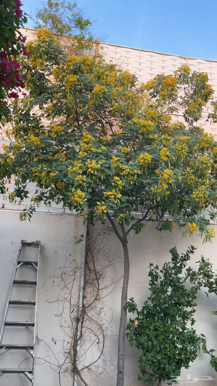 شجرة كاسيا جلوكا وشجرة فرشة الزجاج 0