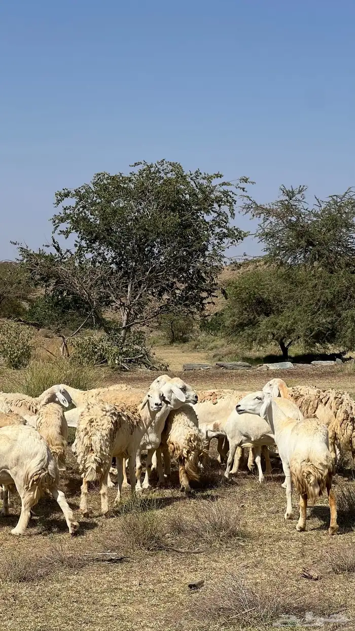 صان مقاني صنف للبيع 14