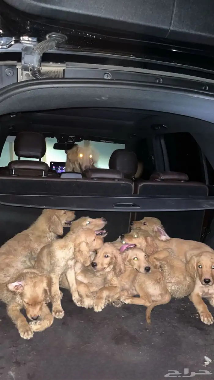 جراوي قولدن ريتريفر للبيع 1