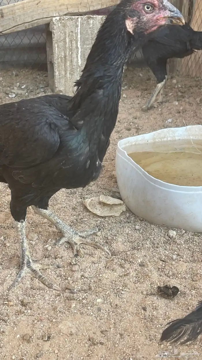 دجاج باكستاني 3