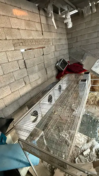 بطارية ارانب index