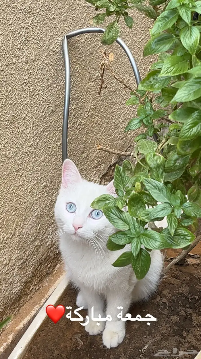 قطه ضايعه عمرها 10 شهور بيضاء عيونها زرقاء بالسويدي بالزهره 4