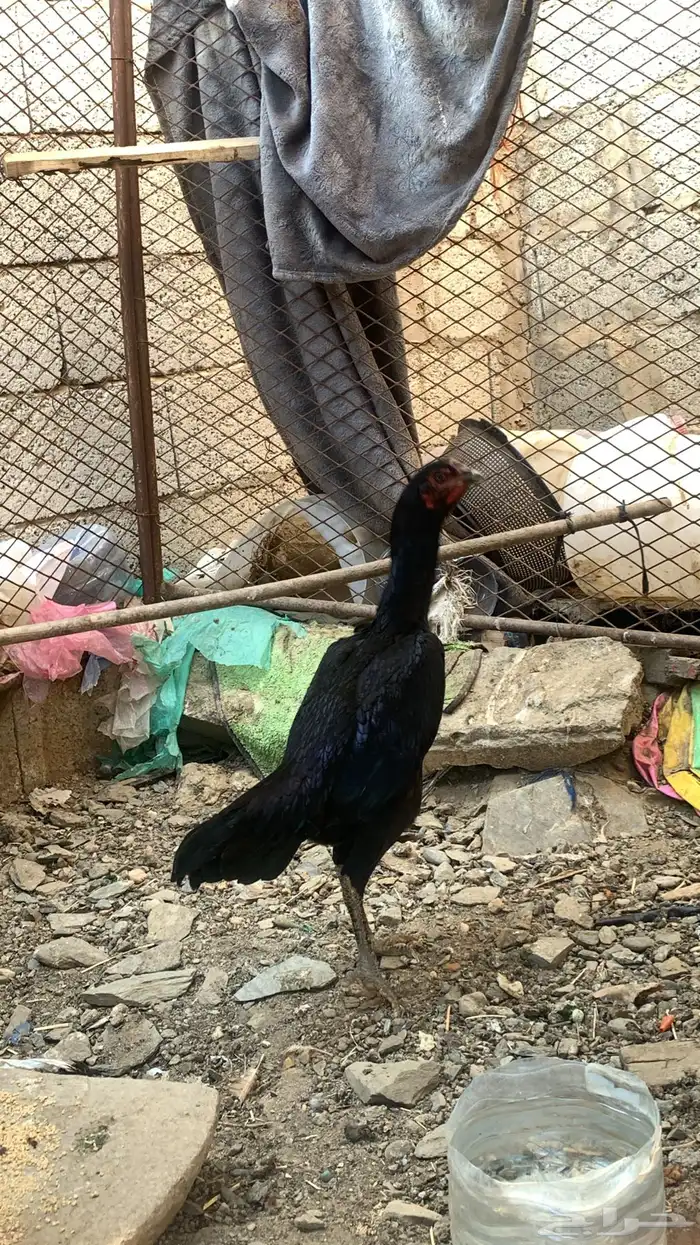 شامو الماني 0